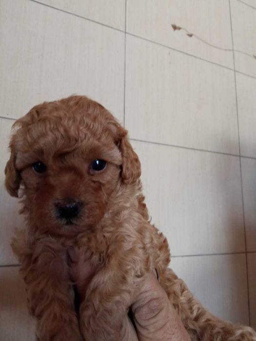 Продам Той пудель