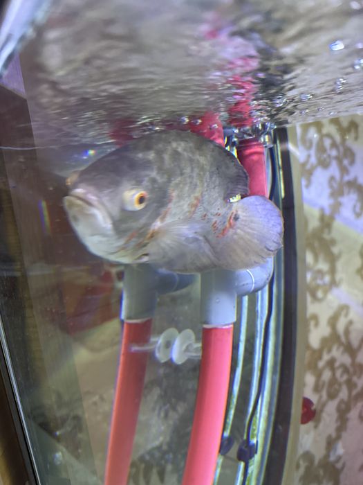 Ciclideos Americanos, adultos