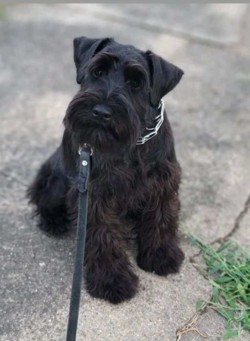 Sunia  po  owczarku szkockim szuka kochającego domu