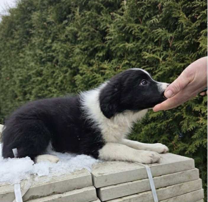 Piękny szczeniak Border Collie, hodowla BlueSky Collies