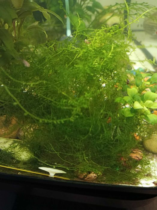 Аквариумные рыбки неоны, расбора. Растения элодея, анубиас.