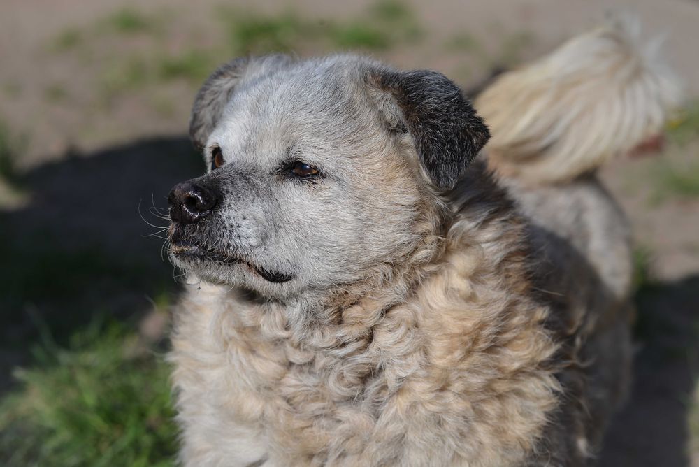 Puti - psi senior szuka domu