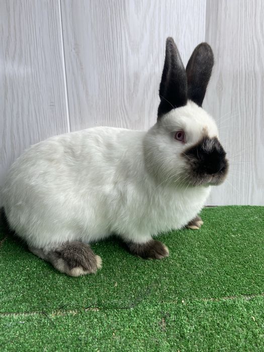 Каліфорнія різного віку