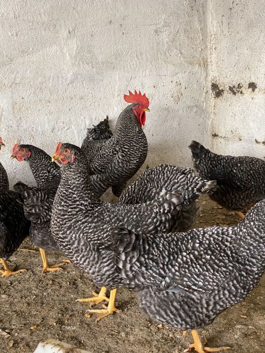 Galinhas poedeiras de várias raças/ mil flores, leghorn perdiz.