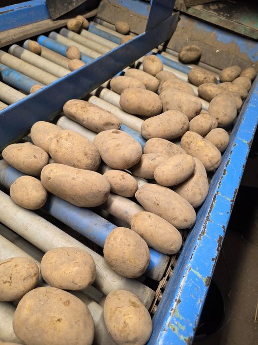 Ziemniaki jadalne Corinna  Vineta Queen Anne Bernina