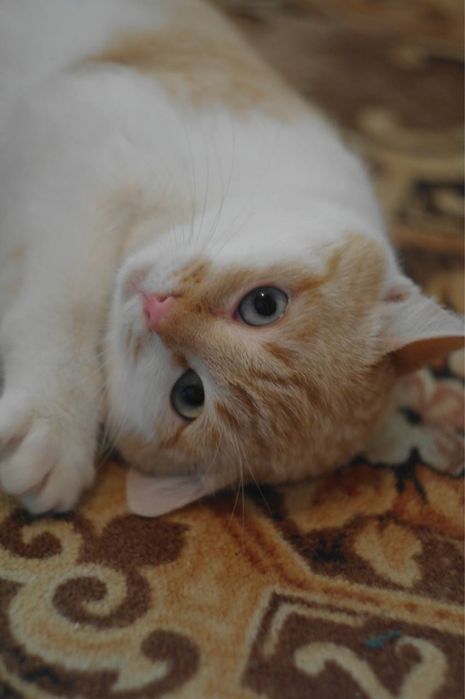 Котенок девочка персикрвая белая голубые глаза