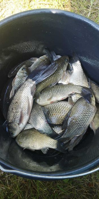 Karaś srebrzysty 15 cm na żywca - żywiec na szczupaka, suma