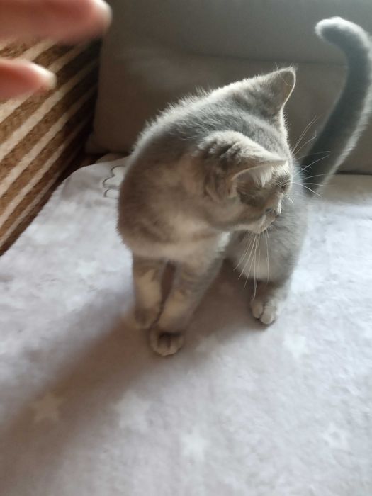Котик британский голубого окраса