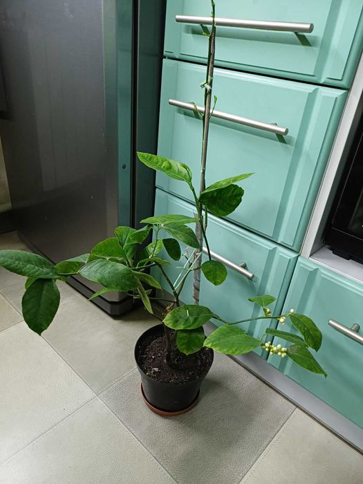 Лимон домашній РОЗПРОДАЖ сорт Павлівський Фікус крупномір Алі