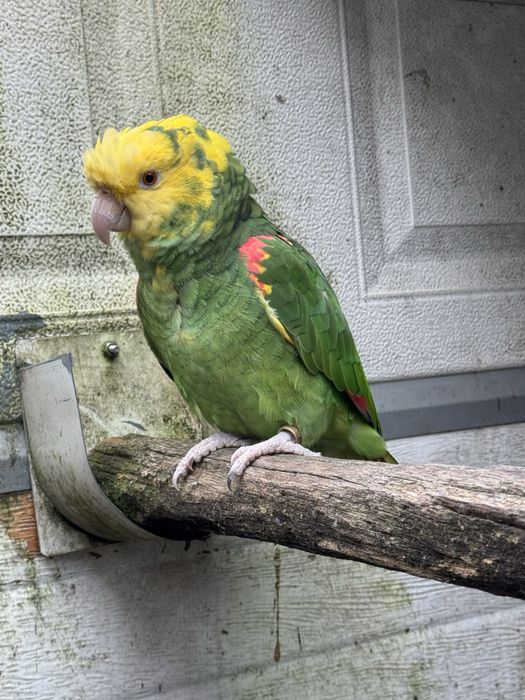 Casal Papagaios Amazona oratrix
