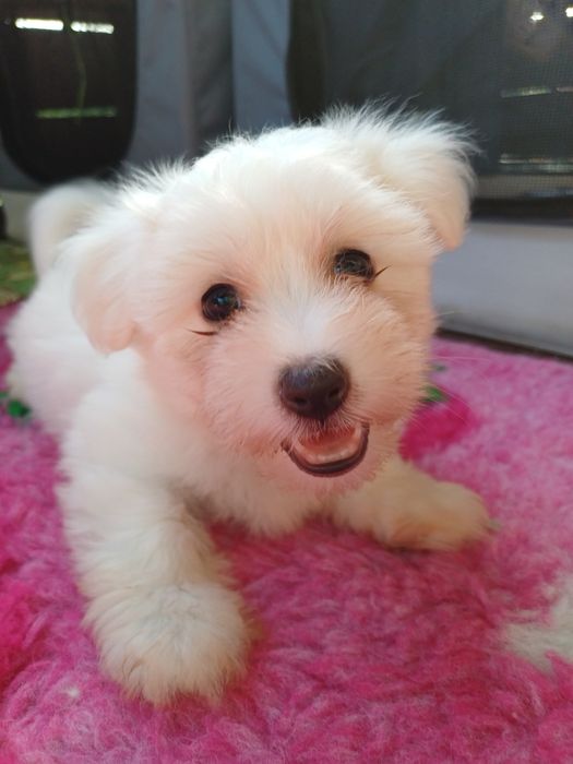 Piesek Rasy Coton de Tulear ZKwP/FCI