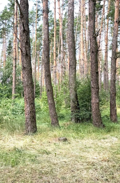 Земельна ділянка влісі близ Київа