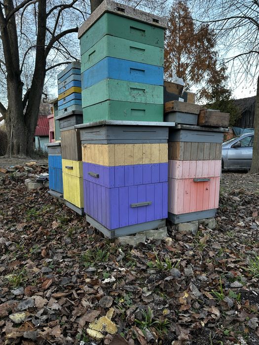 Ule wielkopolskie 10r