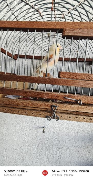 Canários para ceder últimos