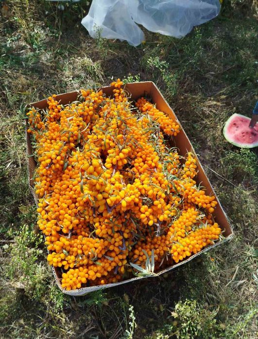 Обліпиха ягоди на гілочці