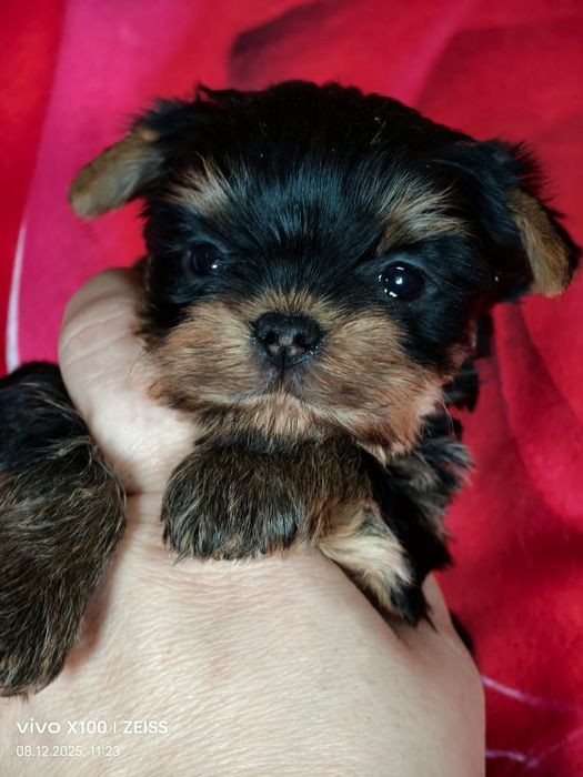 Йоркширский терьер мини