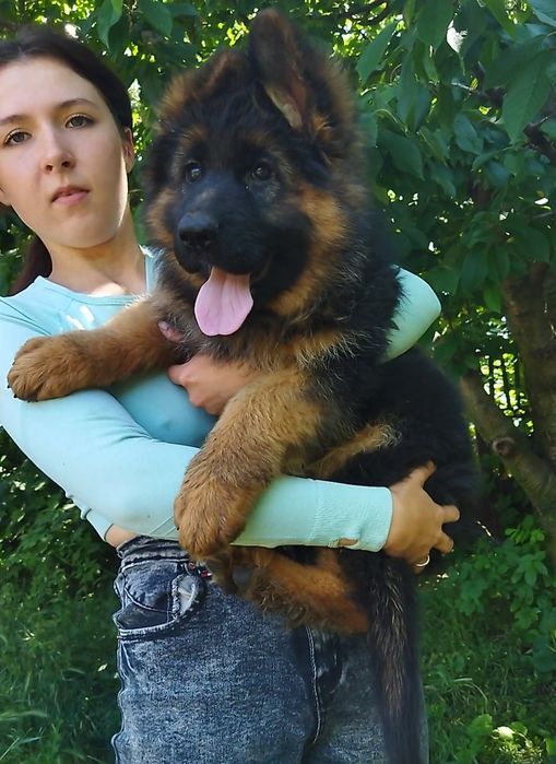 Круті довгошерстні дівчата КСУ FCI