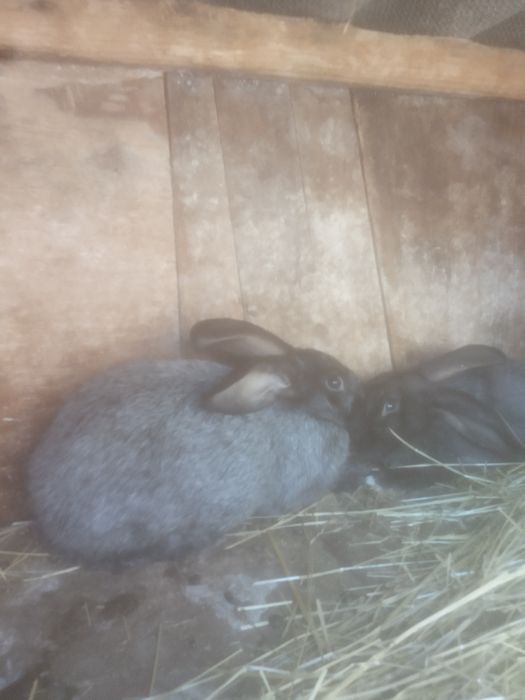 Кролі Термонці та Європейське срібло