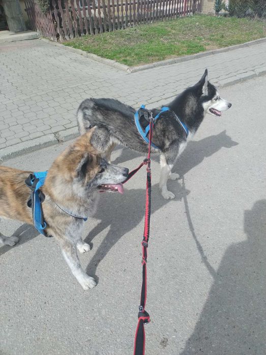 Odam pieski w dobre rece