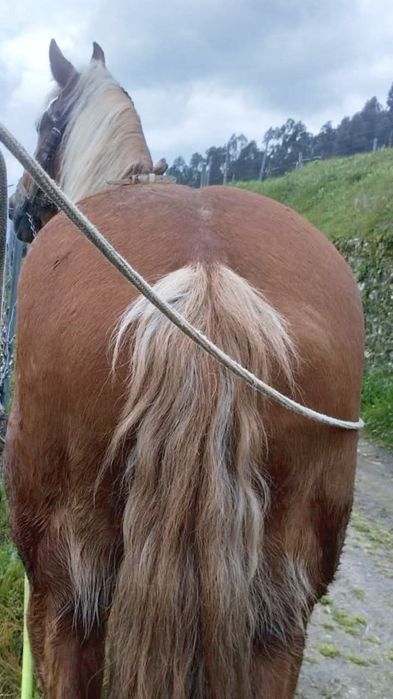 Para venda ou troca pecharona