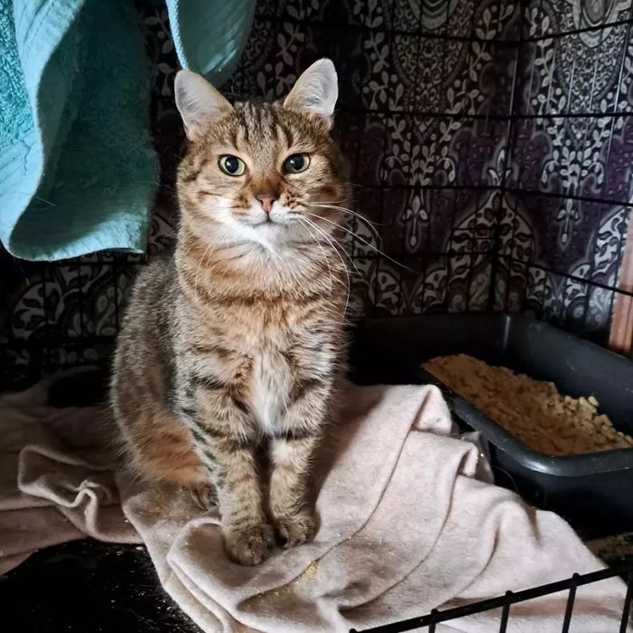 Отдам кота лесного окраса, 1,5 года, кастрирован, привит