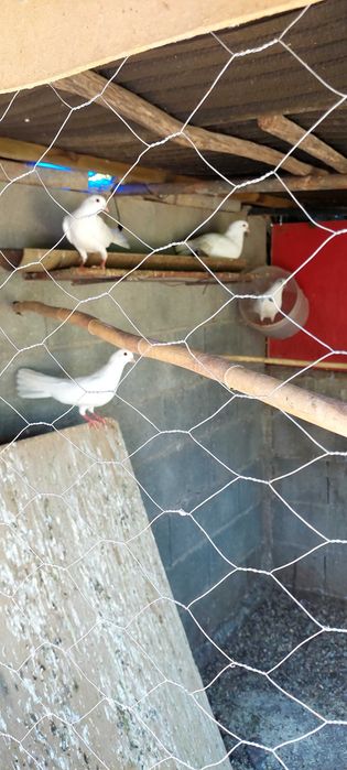 Ponbas brancas e rolas
