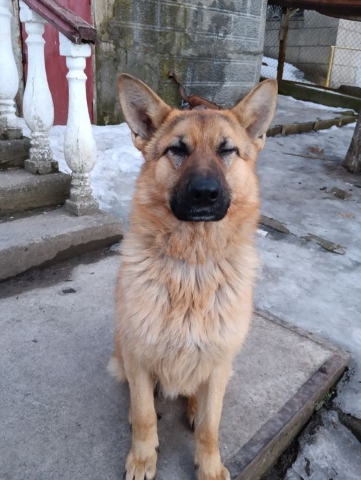 Пропоную кобеля німецька вівчарка віком 1,5років для в'язки (злучки)