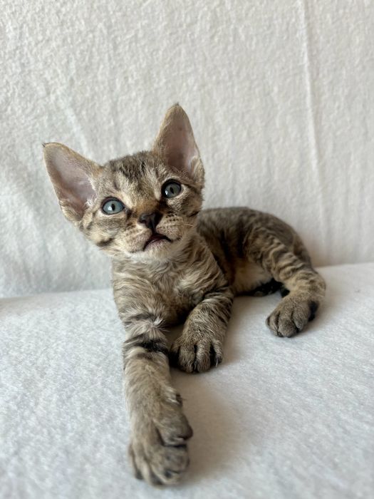 Котик Девон рекс/Devon Rex