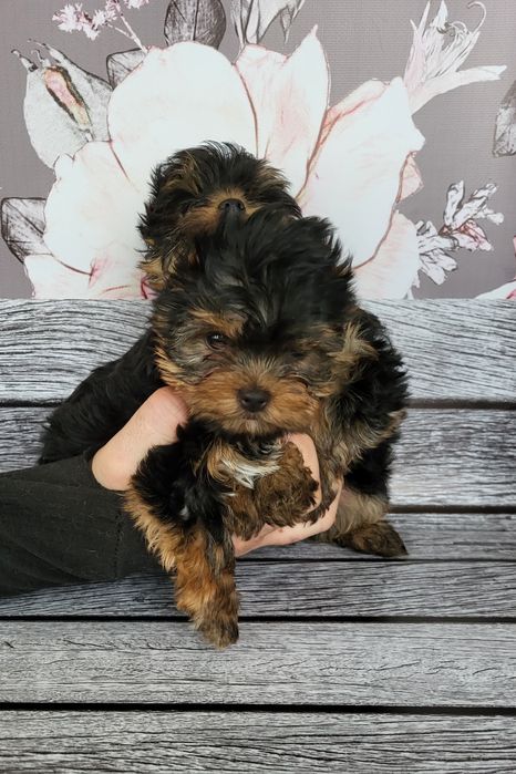 Мини йорки супер щеночки