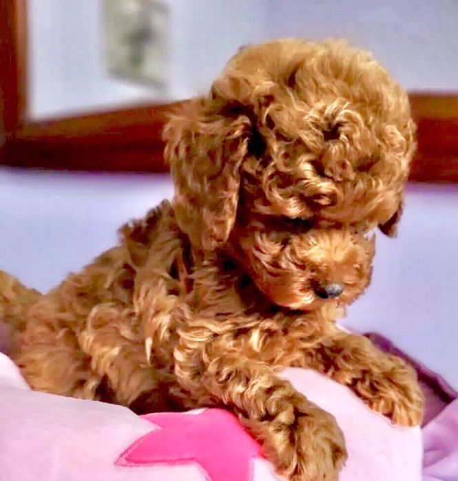 Малыши Мальтипу F1