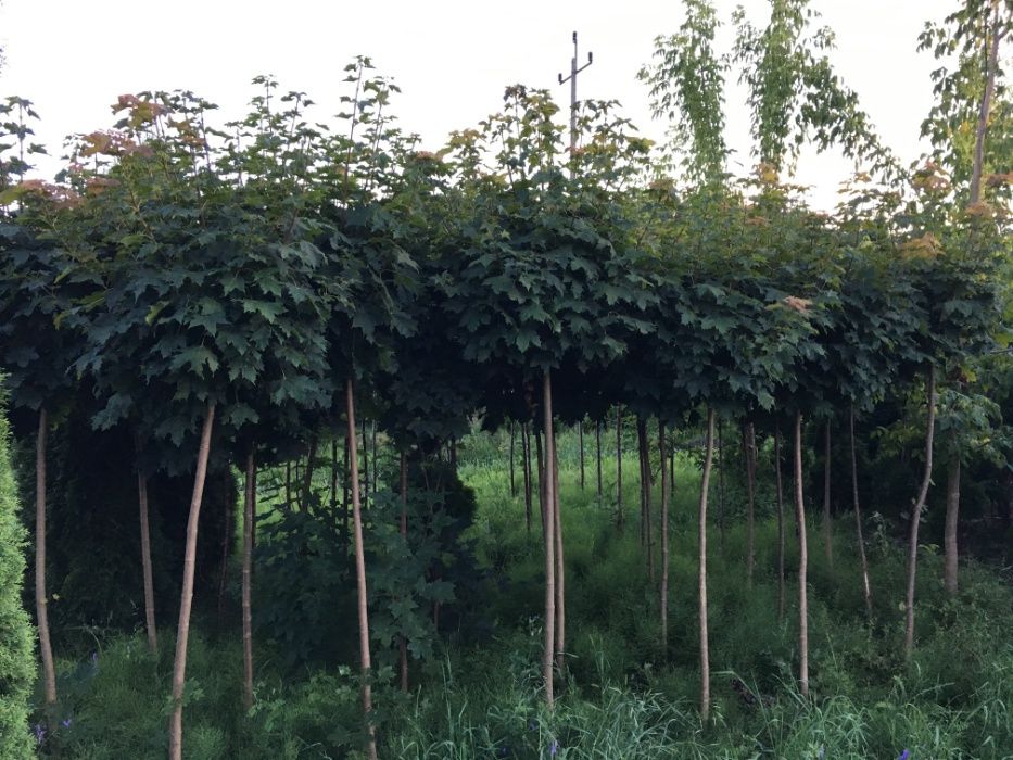 Klon szczepiony kulisty Globosum  obwód12-14cm