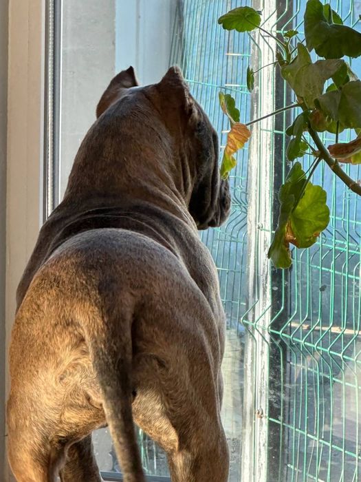 Американський буллі стандарт та Хл