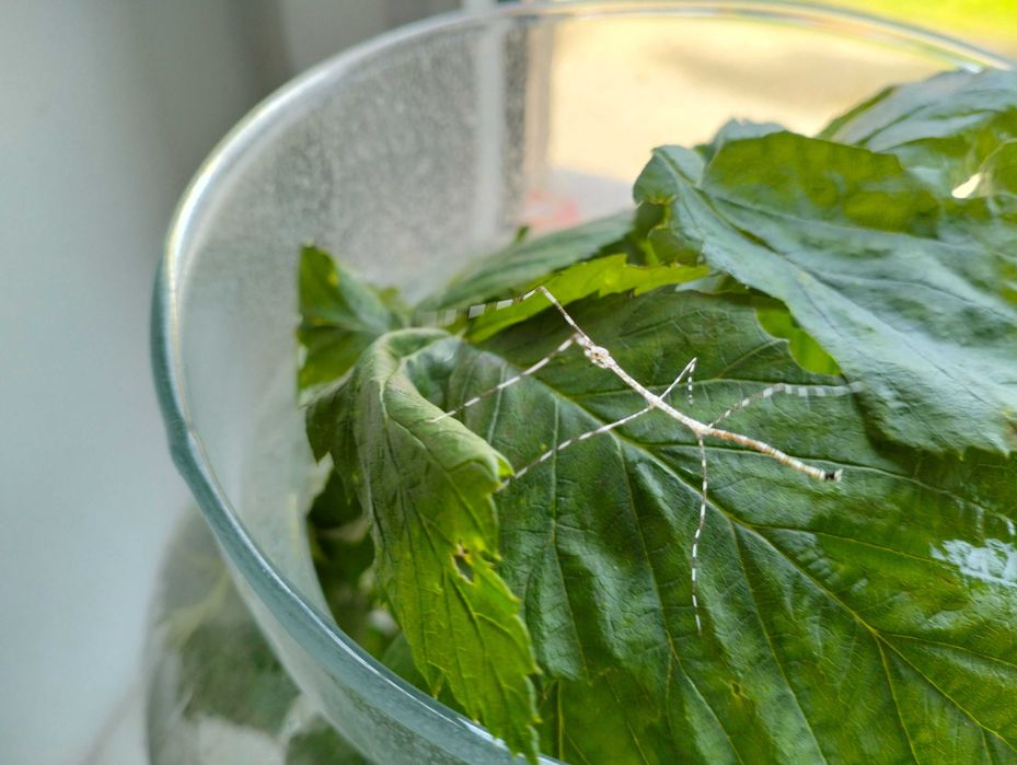 Patyczaki "sól i pieprz" , pręgowane - 5 szt.