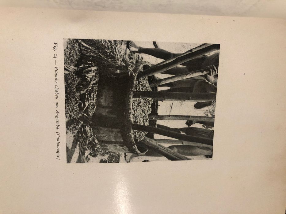 Estudo da População da Guiné (1946) / Jorge Dias-Timor-Tauaras