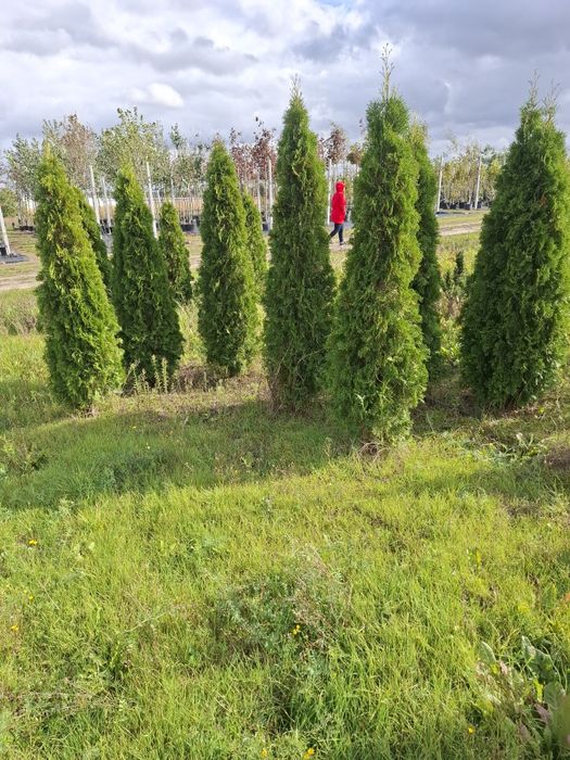Platan duże drzewo obwód 18-30 cm