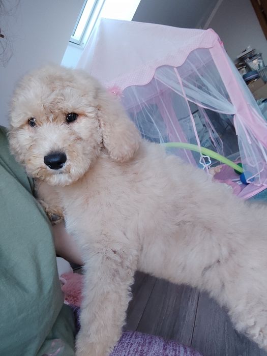 Goldendoodle standard badania genetyczne pudel dogoterapia