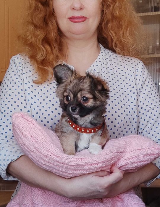 Длинношерстный мальчик Чихуахуа,в Киеве