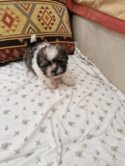 Sptiz vacinado e desparesitado