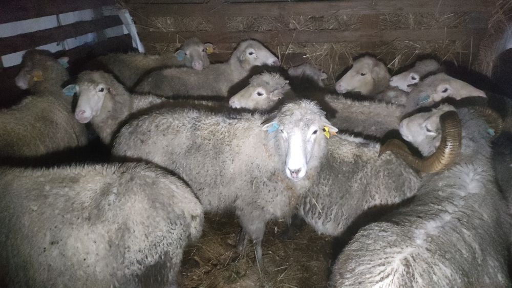 Ovelhas bordadeiras Entre Douro e Minho