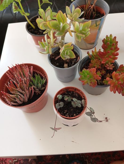Plantas naturais 5 euros