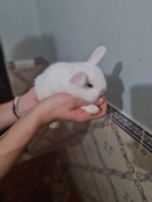 Tenho 3 coelhos anões para venda