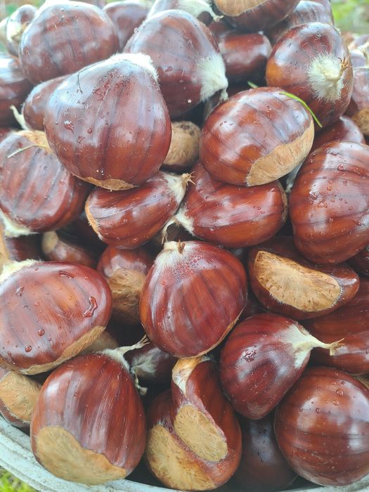 Vendo Castanhas de Qualidade