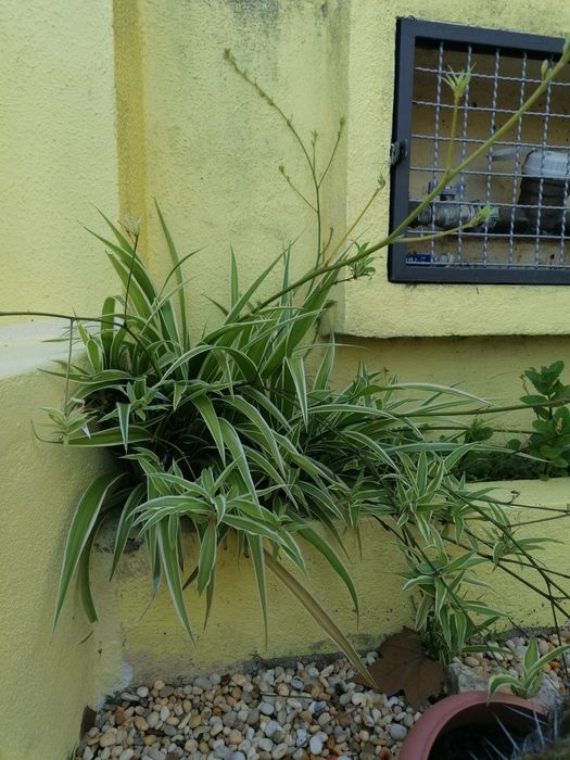 Planta aranha (clorofito)