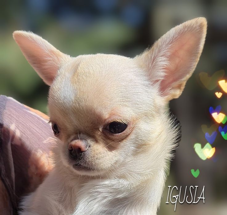 Chihuahua kremowe Cudeńko