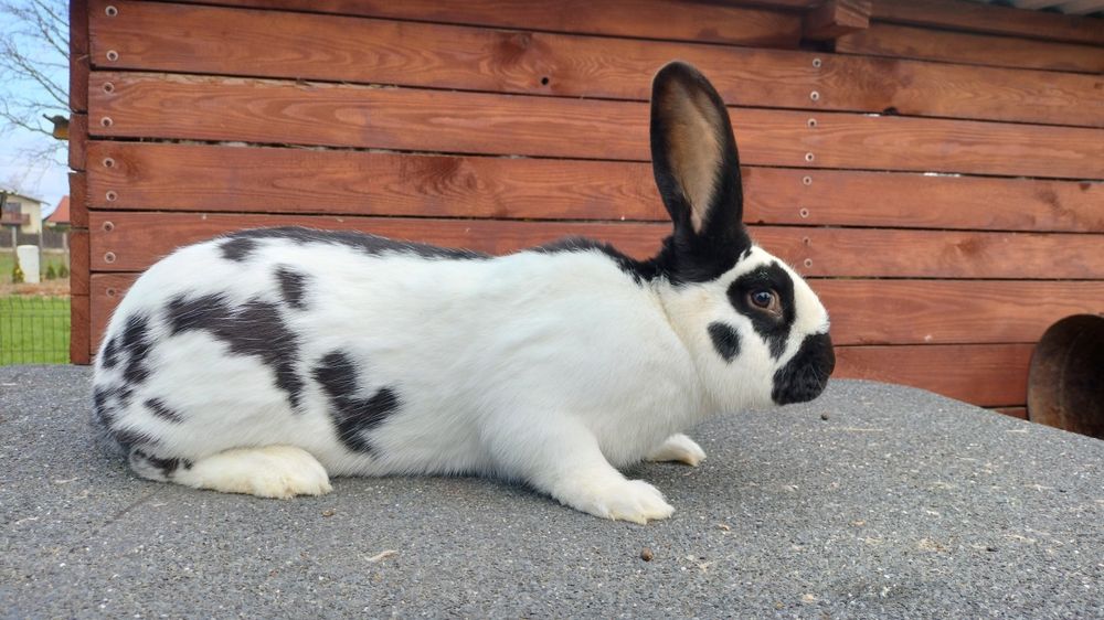 Króliki OSC, srokacze, olbrzym srokacz czarny