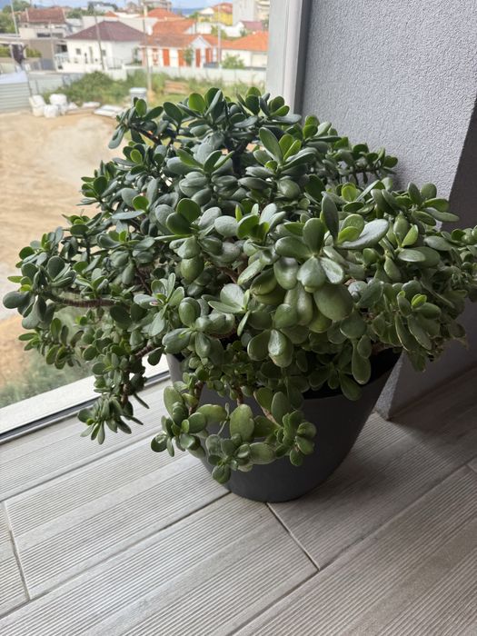 Suculenta Planta Jade 60cm