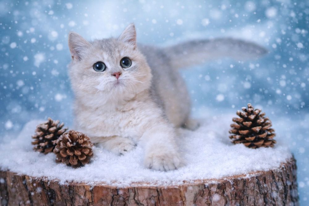 Британське кошеня з документами