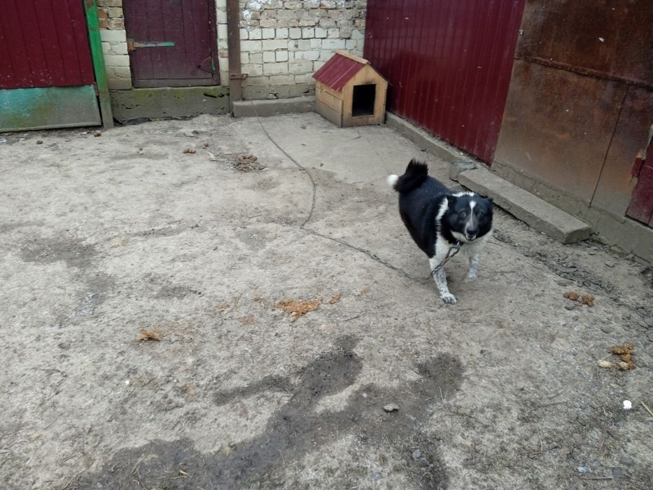 Продам лайку РЄ сука