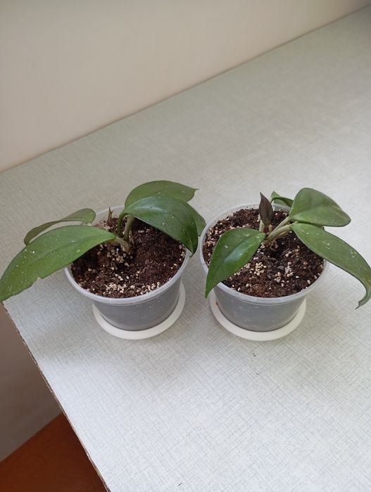 Продам кімнатні рослини