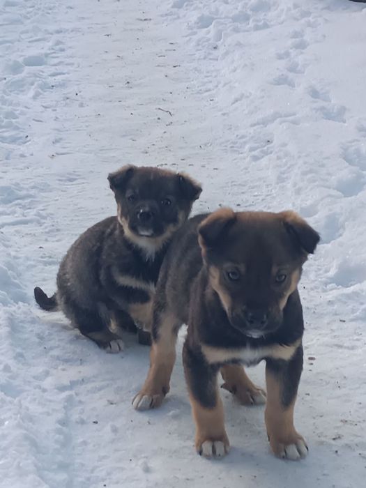 Віддам щенят у хороші руки. Веселі, активні, здорові